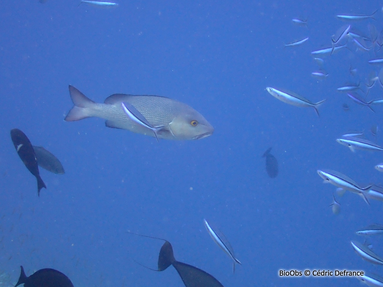 Vivaneau-chien rouge - Lutjanus bohar - Cédric Defrance - BioObs