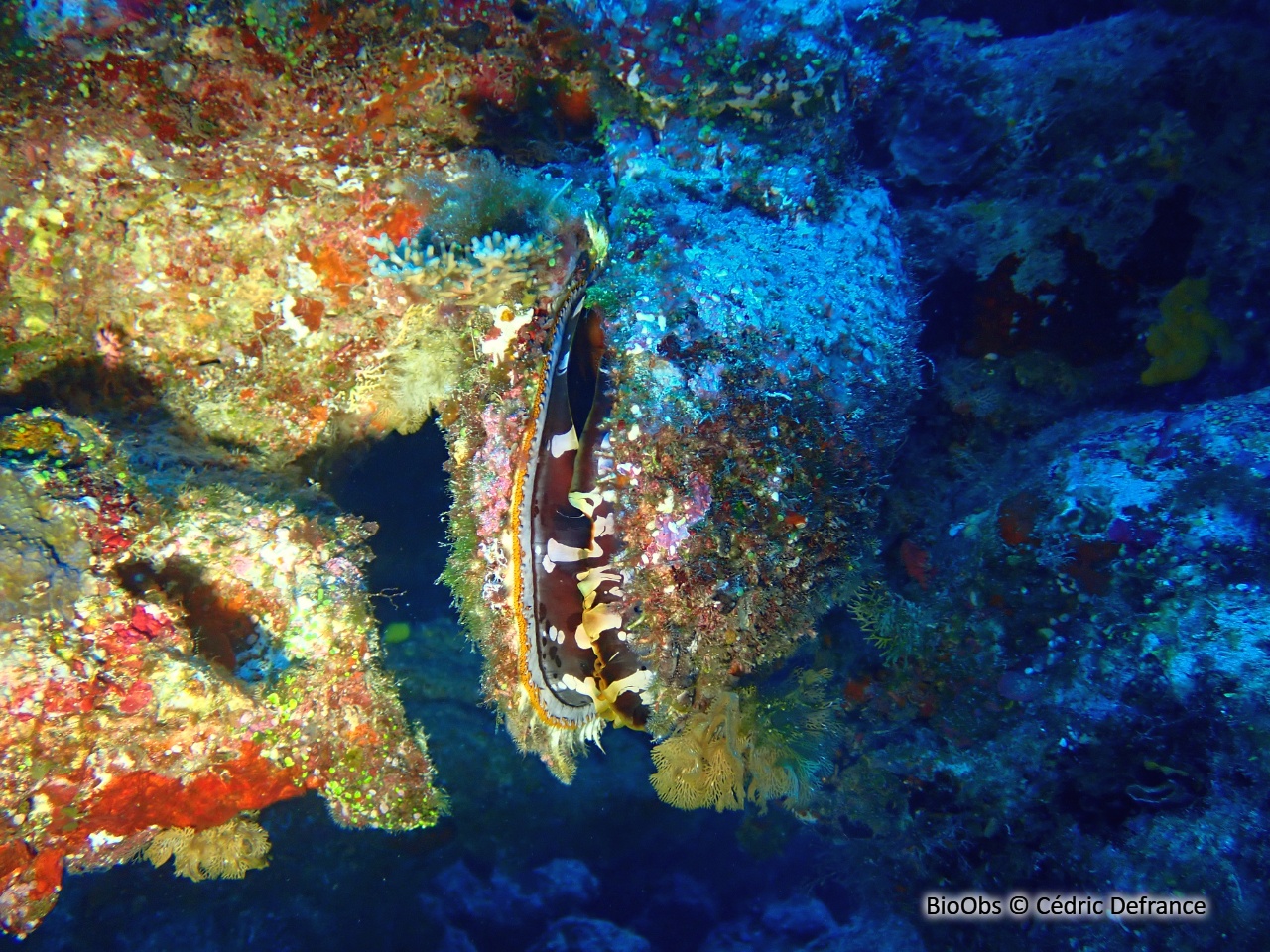 Spondyle d'Indo-Pacifique - Spondylus sp - Cédric Defrance - BioObs