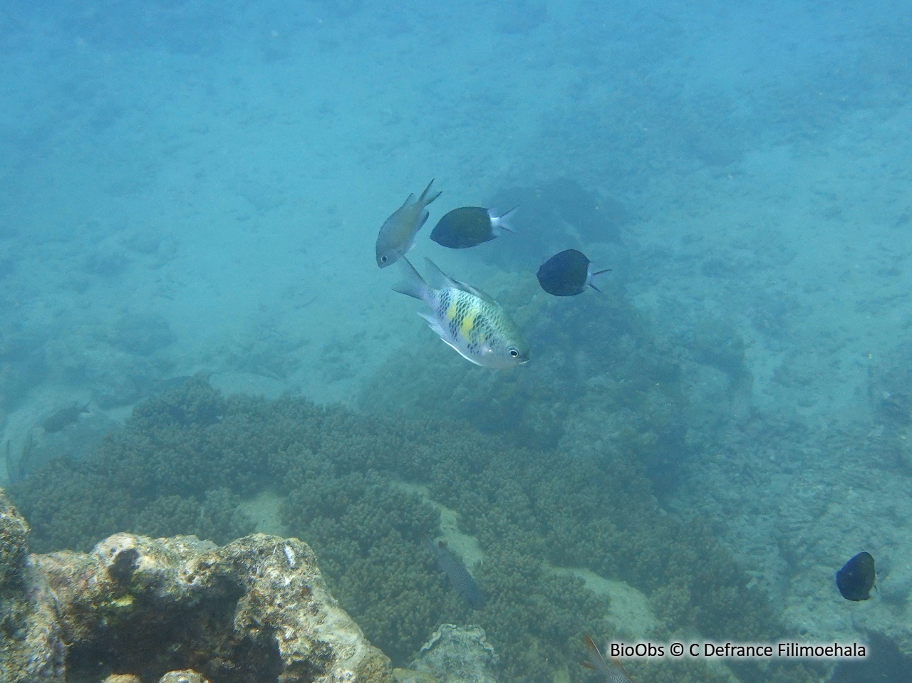 Demoiselle des cornes de cerf - Amblyglyphidodon curacao - C Defrance Filimoehala - BioObs