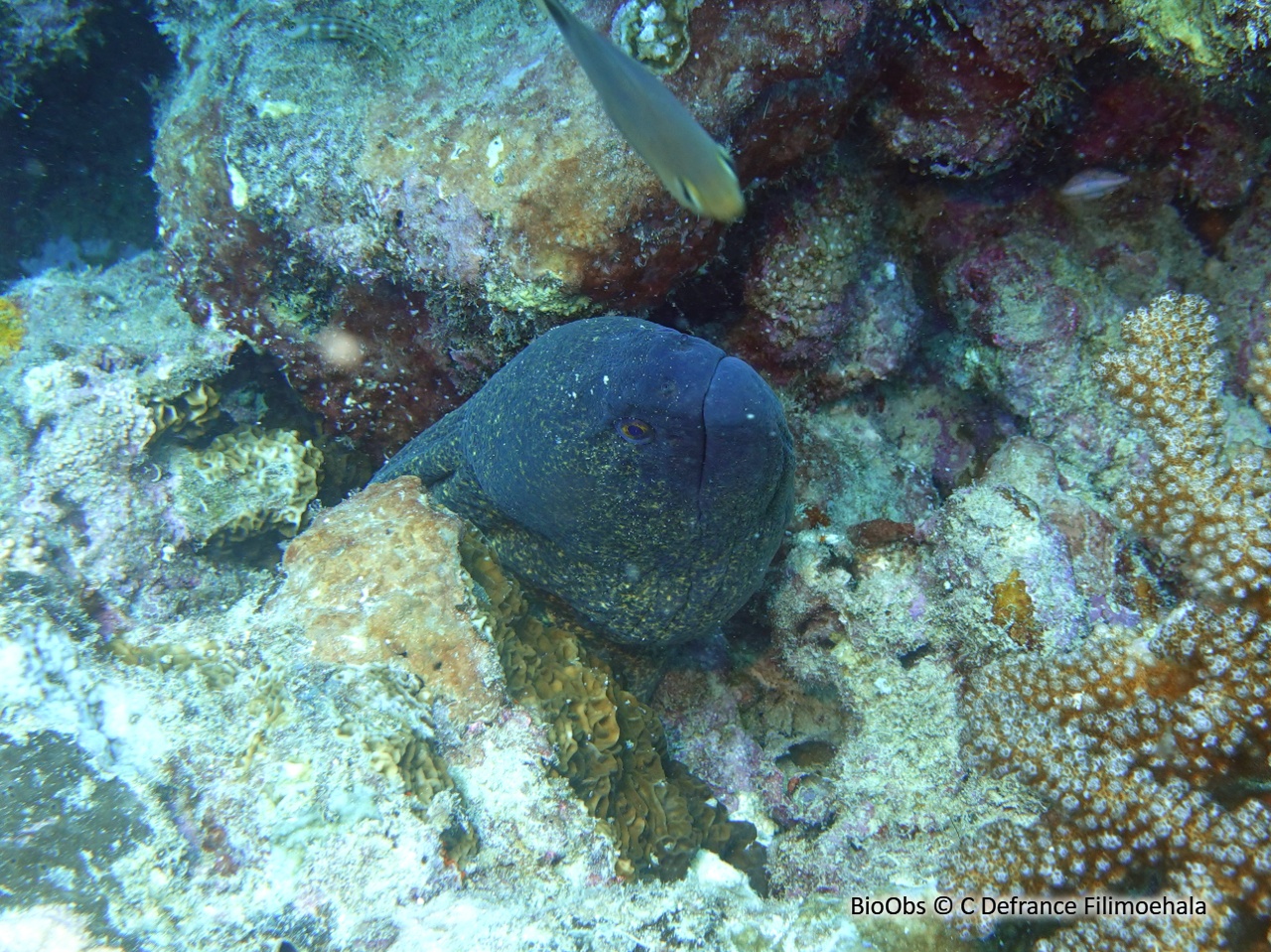 Murène à taches jaunes - Gymnothorax flavimarginatus - C Defrance Filimoehala - BioObs