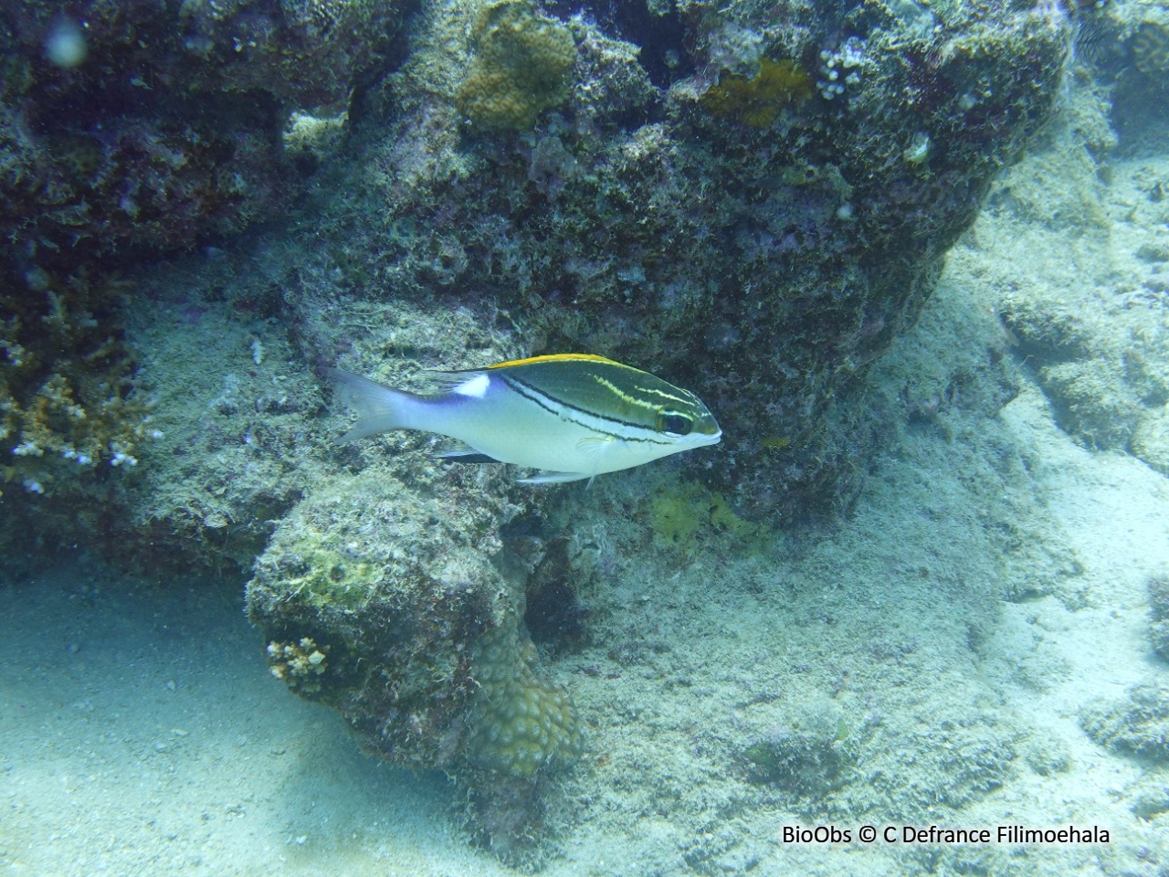 Happeur à deux lignes - Scolopsis bilineata - C Defrance Filimoehala - BioObs