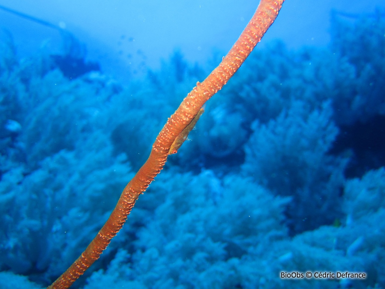 Gobie des coraux fil-de-fer - Bryaninops yongei - Cédric Defrance - BioObs
