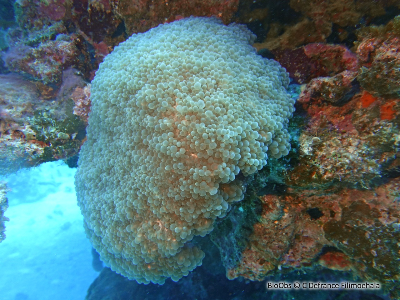 Corail à bulles - Physogyra lichtensteini - C Defrance Filimoehala - BioObs