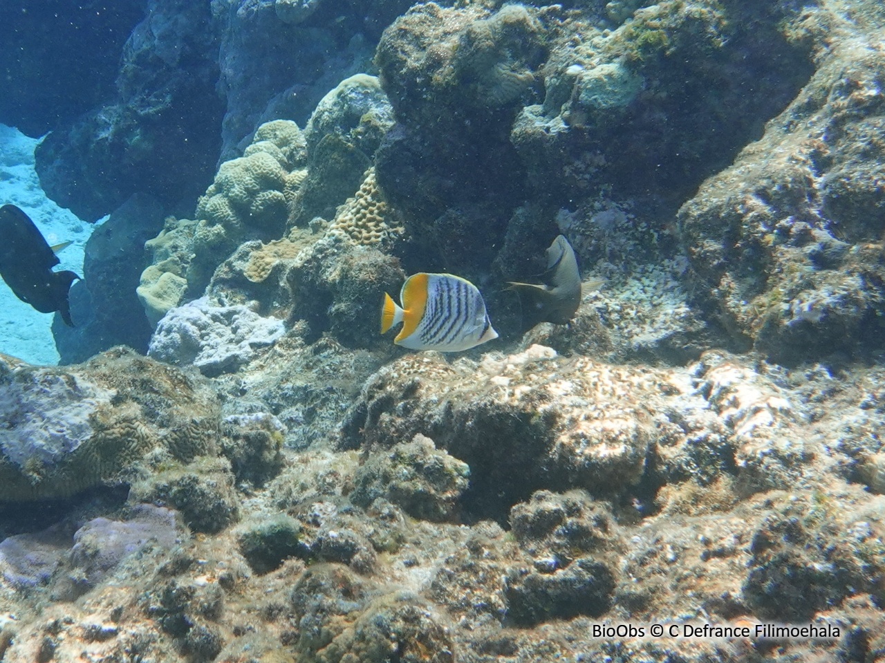 Poisson-papillon de Mertens - Chaetodon mertensii - C Defrance Filimoehala - BioObs