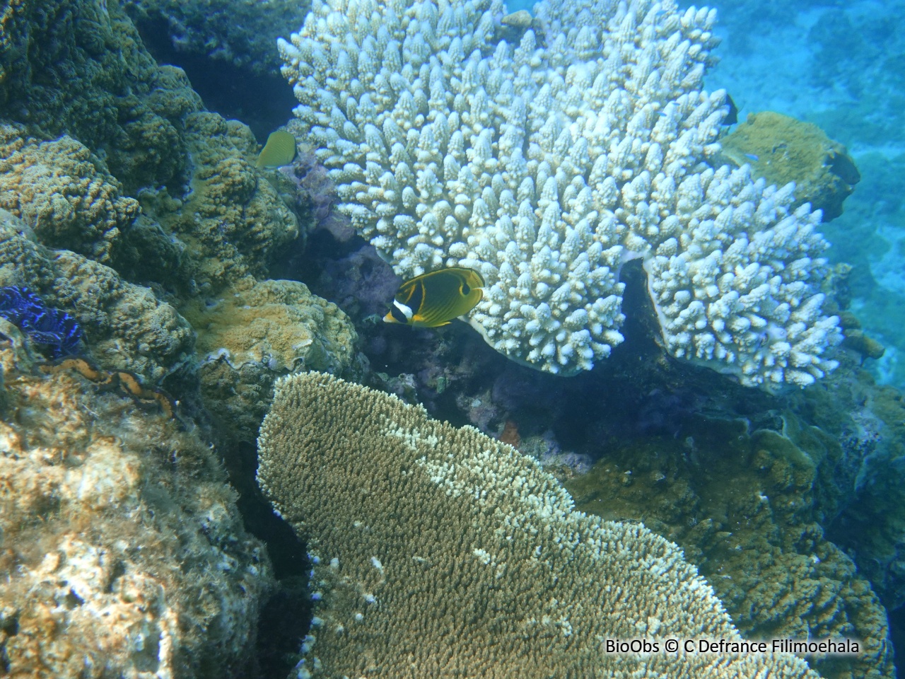 Poisson-papillon raton laveur - Chaetodon lunula - C Defrance Filimoehala - BioObs