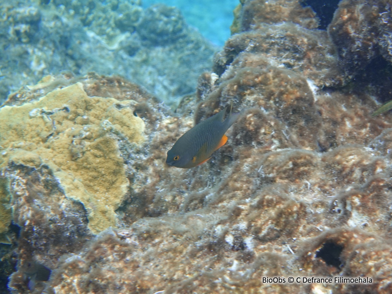 Demoiselle de la mer de corail - Stegastes gascoynei - C Defrance Filimoehala - BioObs