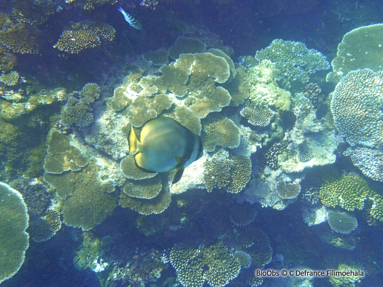 Platax orbiculaire - Platax orbicularis - C Defrance Filimoehala - BioObs