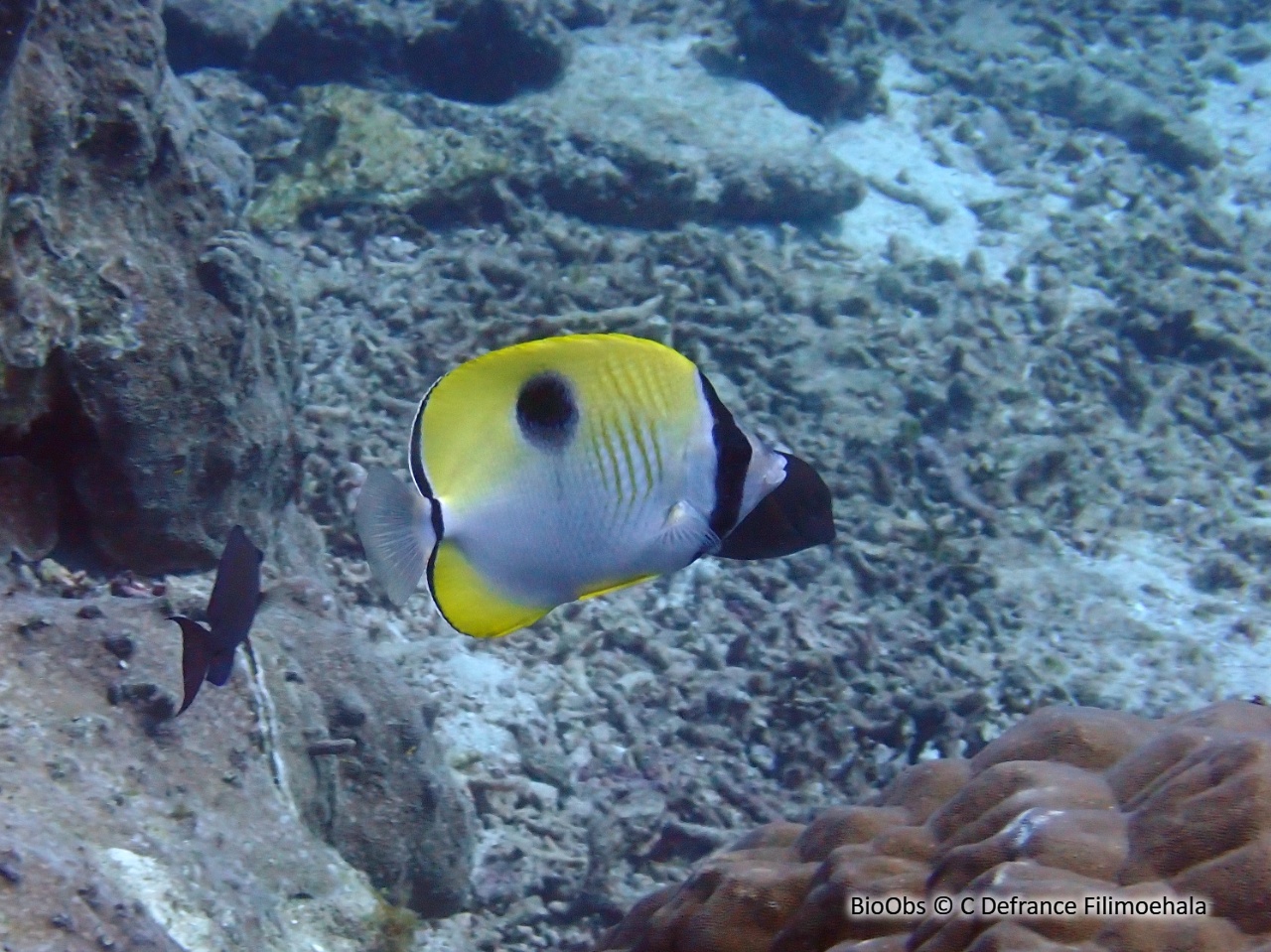 Poisson-papillon à larme du Pacifique - Chaetodon unimaculatus - C Defrance Filimoehala - BioObs