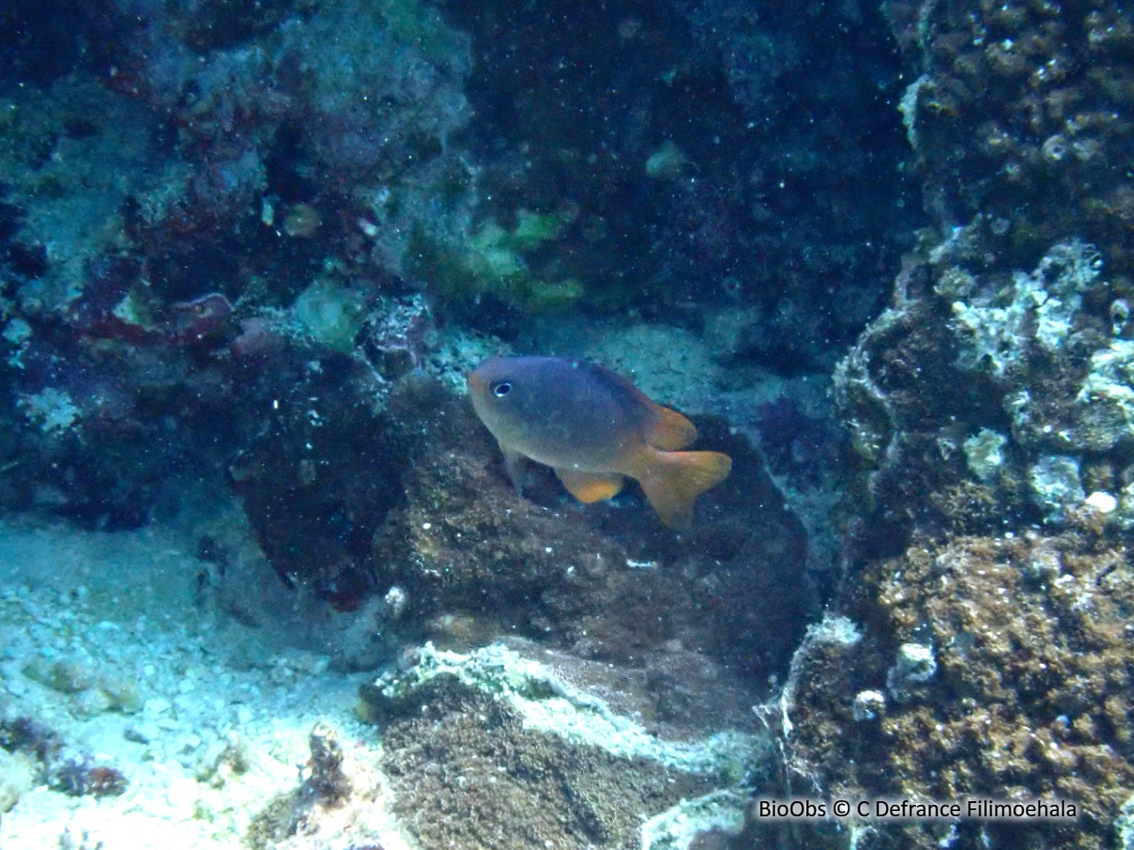 Demoiselle à dos gris - Chrysiptera caesifrons - C Defrance Filimoehala - BioObs