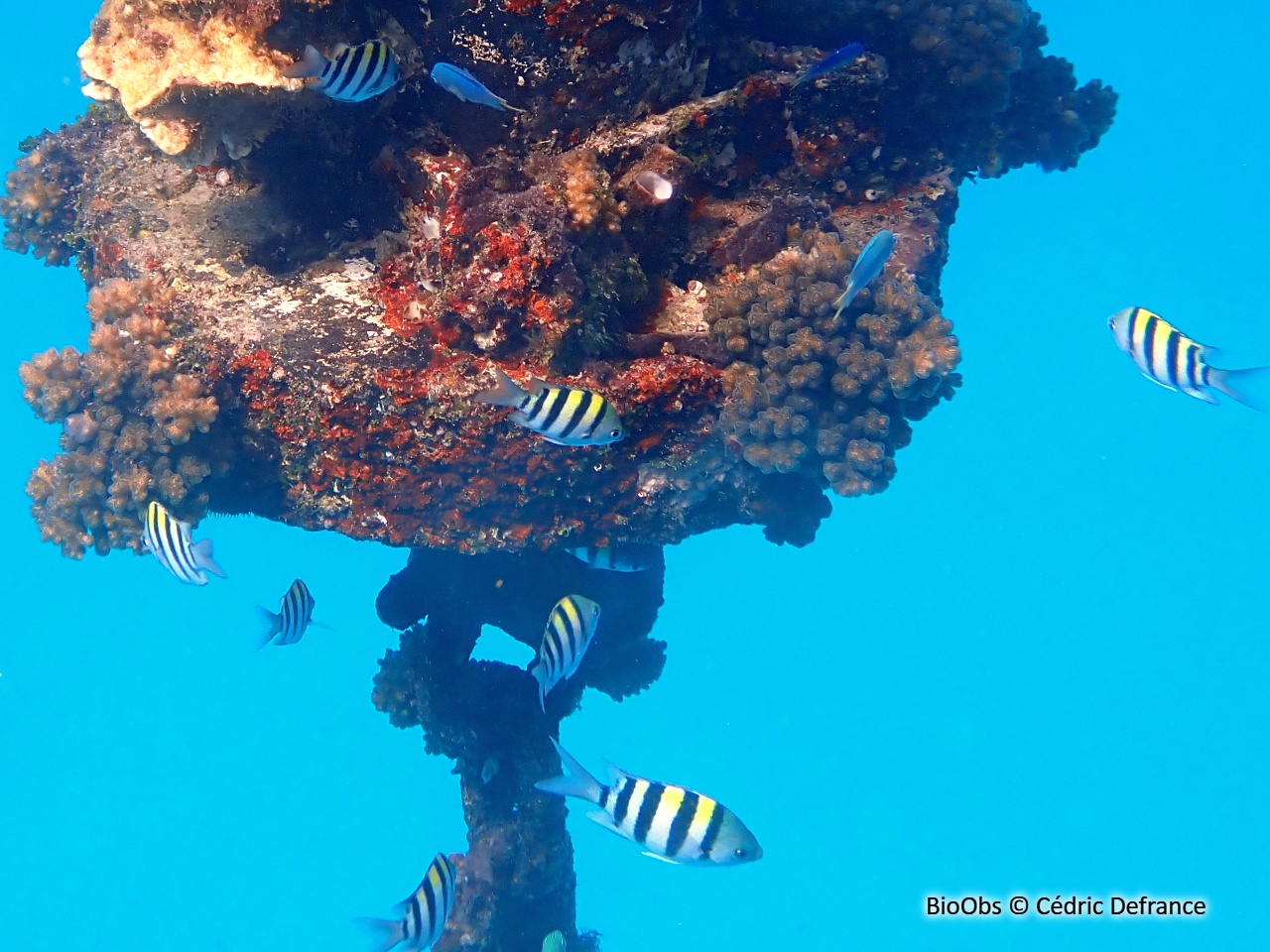 Poisson-bagnard - Abudefduf vaigiensis - Cédric Defrance - BioObs