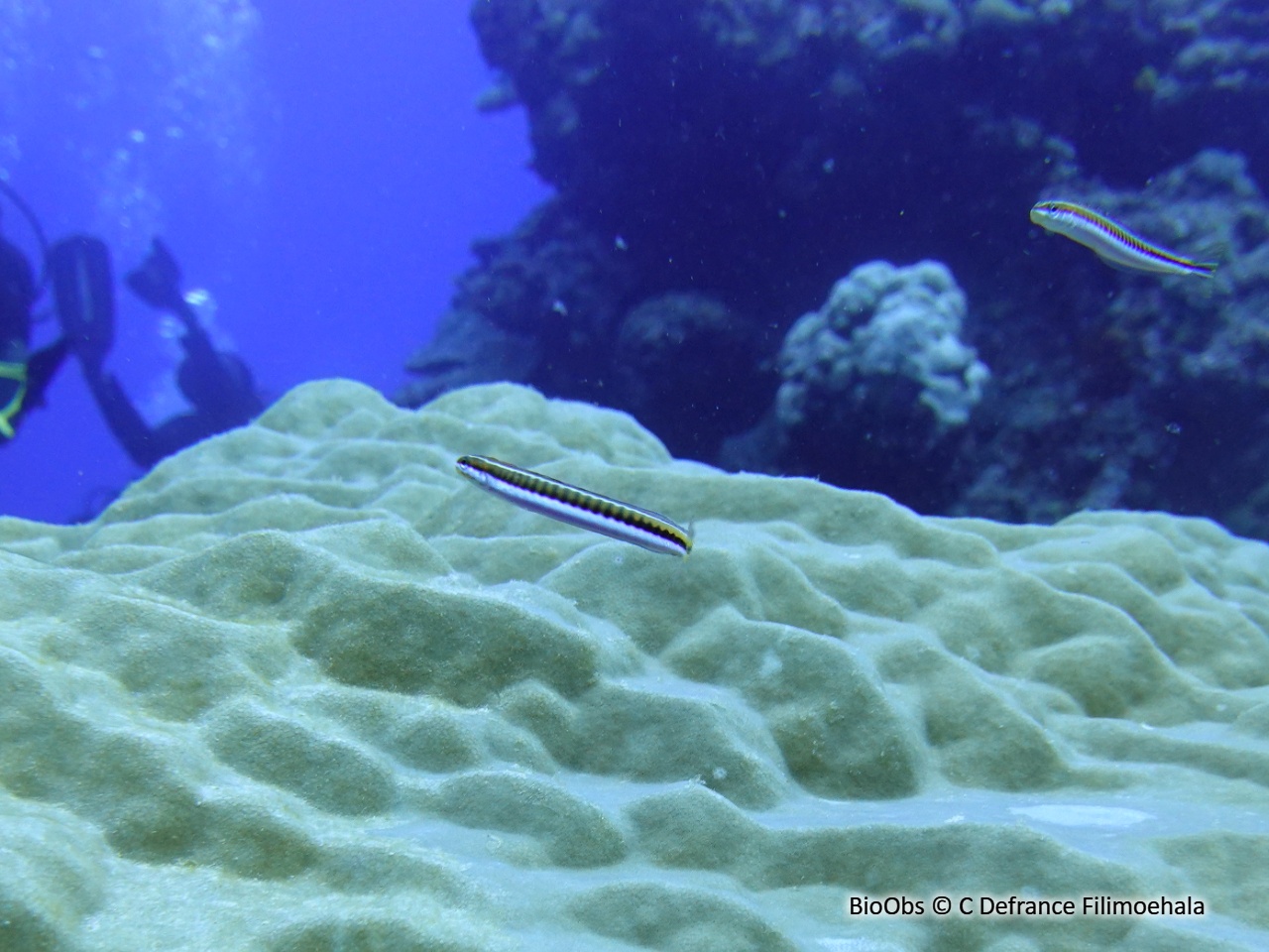 Blennie à dents acérées - Plagiotremus tapeinosoma - C Defrance Filimoehala - BioObs