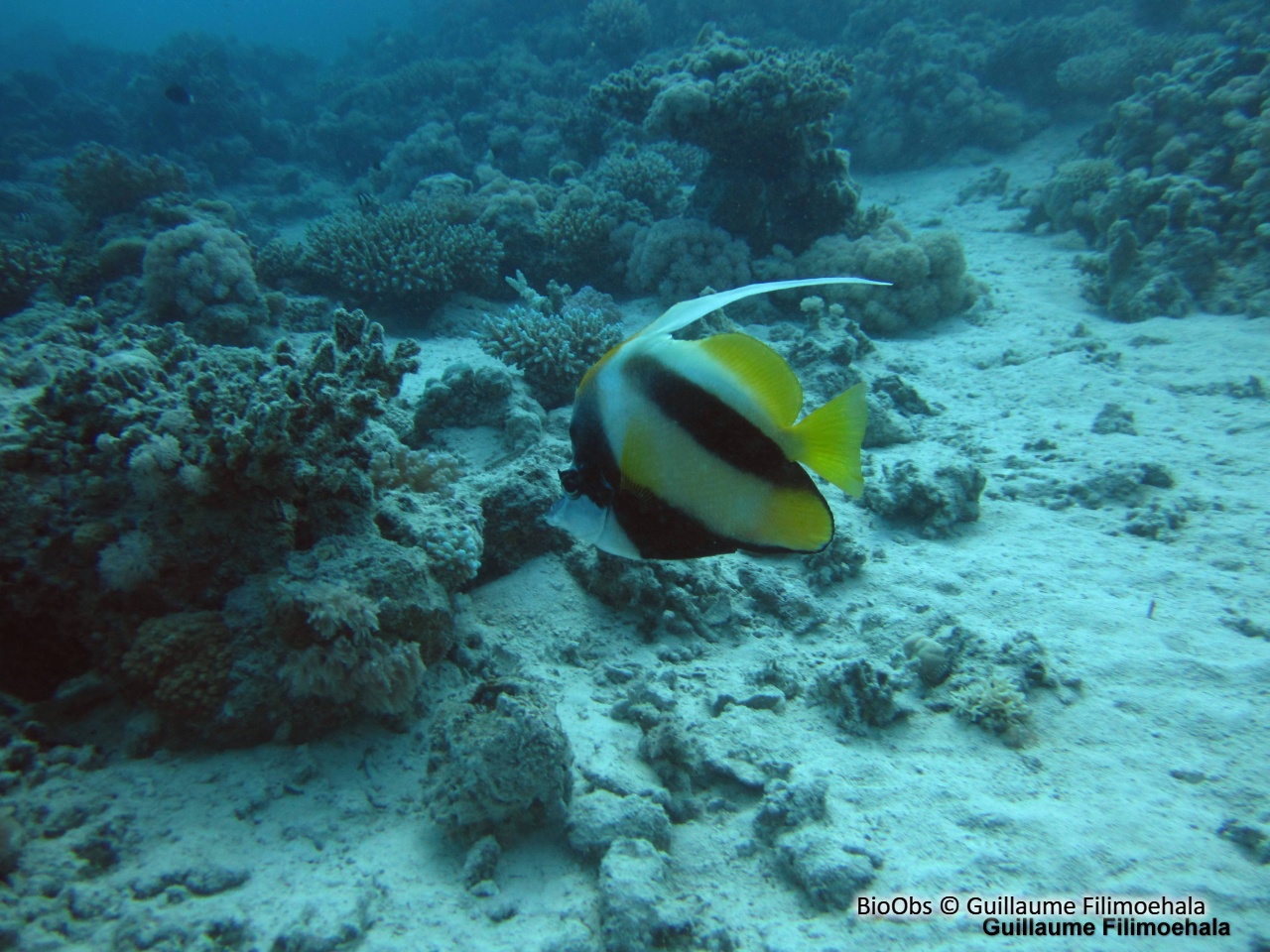 Poisson-cocher de Mer Rouge - Heniochus intermedius - Guillaume Filimoehala - BioObs