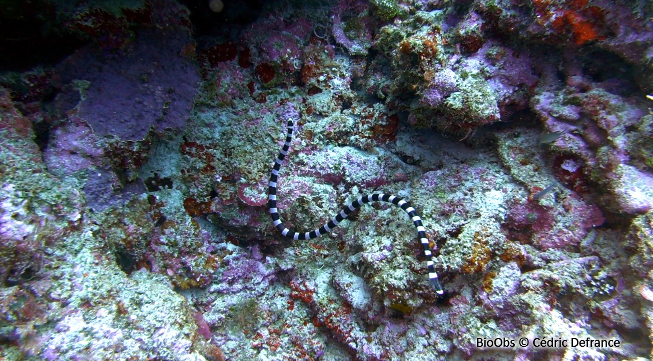 Tricot rayé jaune - Laticauda saintgironsi - Cédric Defrance - BioObs