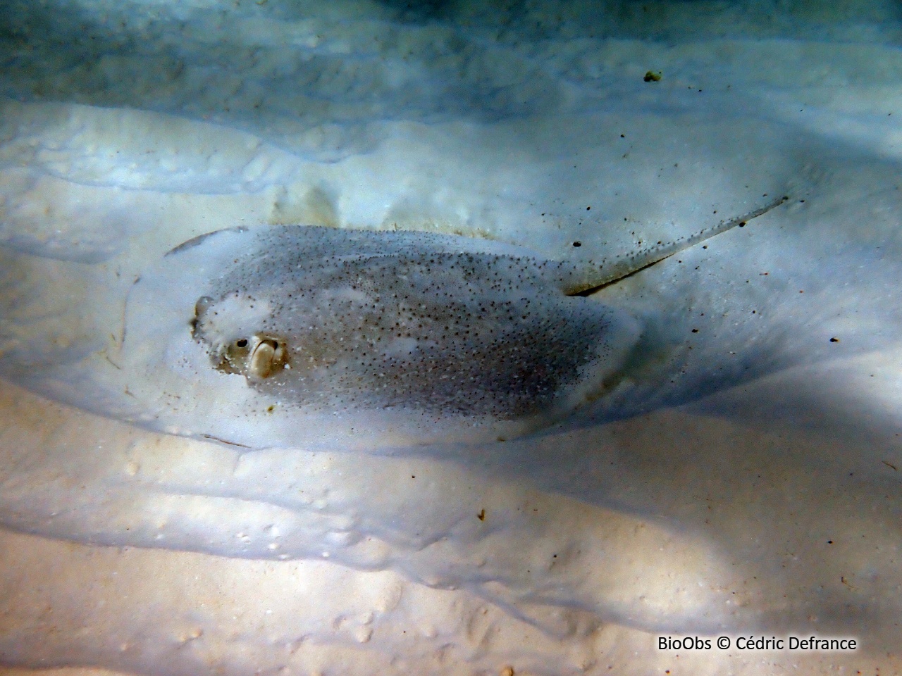 Raie africaine - Urogymnus asperrimus - Cédric Defrance - BioObs