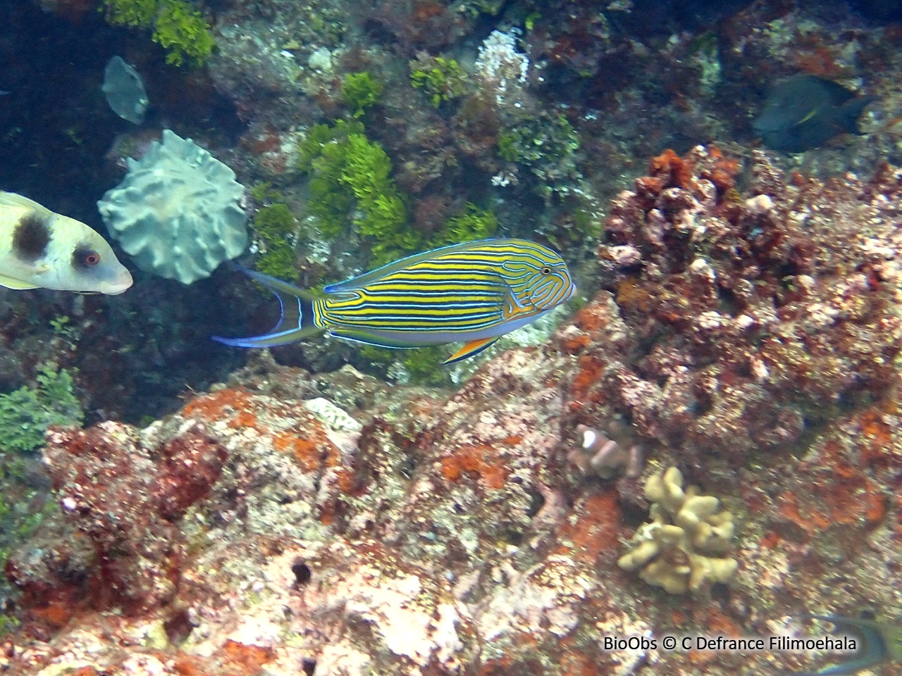 Chirurgien-clown - Acanthurus lineatus - C Defrance Filimoehala - BioObs