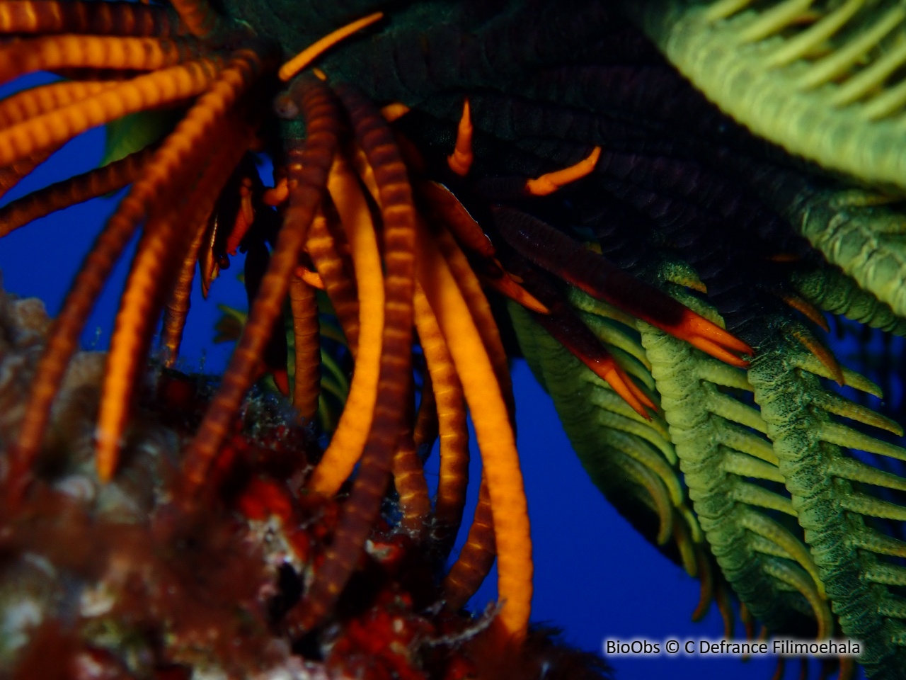 Galathée des comatules - Allogalathea elegans - C Defrance Filimoehala - BioObs