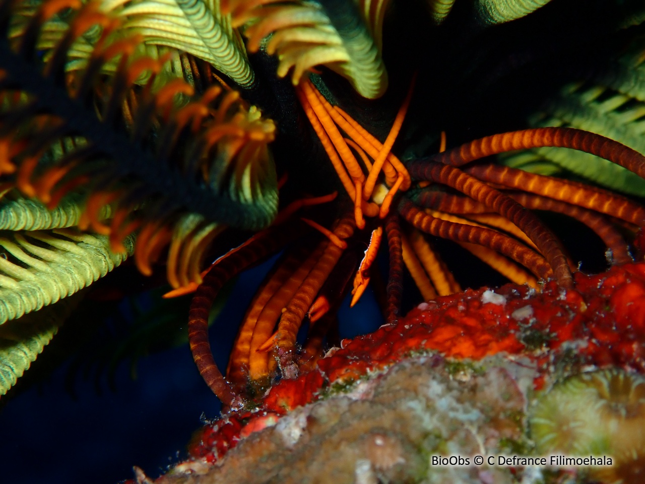 Galathée des comatules - Allogalathea elegans - C Defrance Filimoehala - BioObs