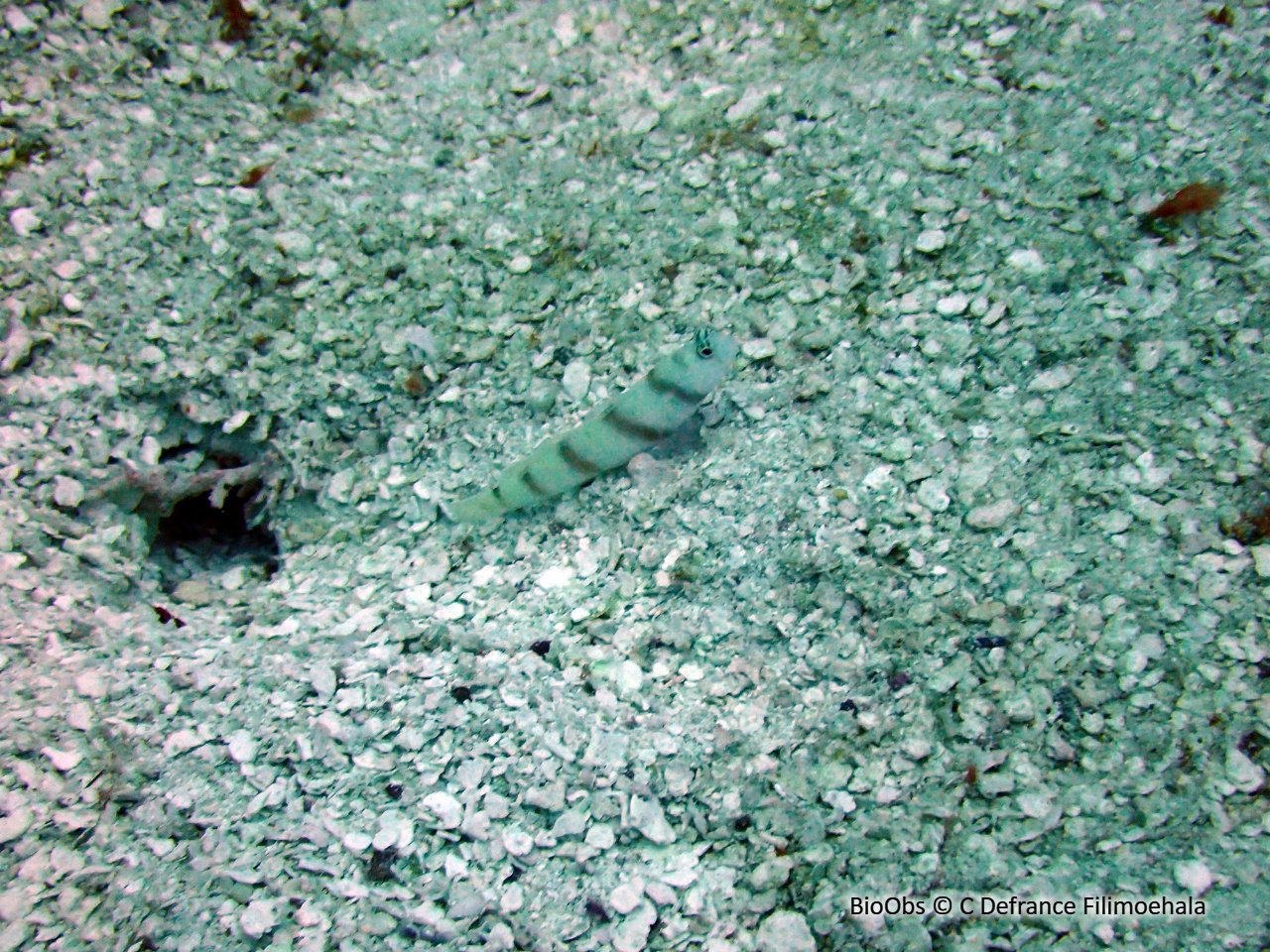 Gobie commensal de Steinitz - Amblyeleotris steinitzi - C Defrance Filimoehala - BioObs