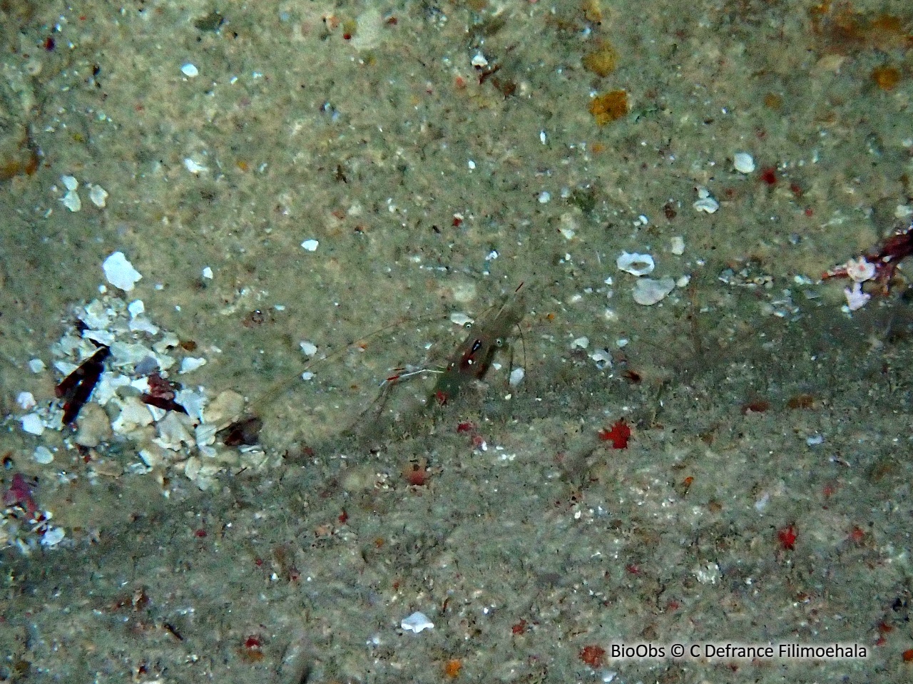 Crevette nettoyeuse de Bruun - Urocaridella antonbruunii - C Defrance Filimoehala - BioObs
