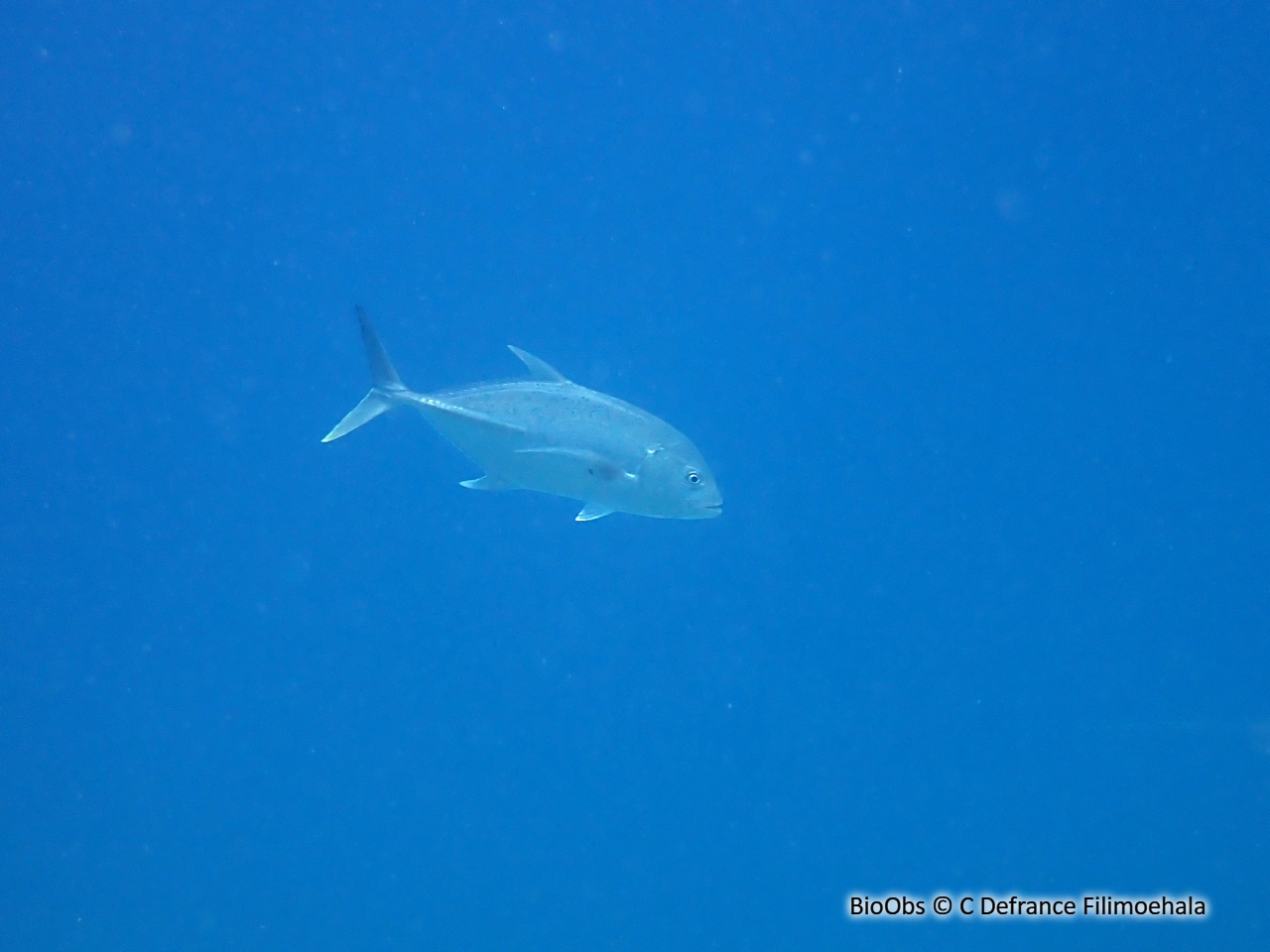 Carangue cuivrée - Caranx papuensis - C Defrance Filimoehala - BioObs