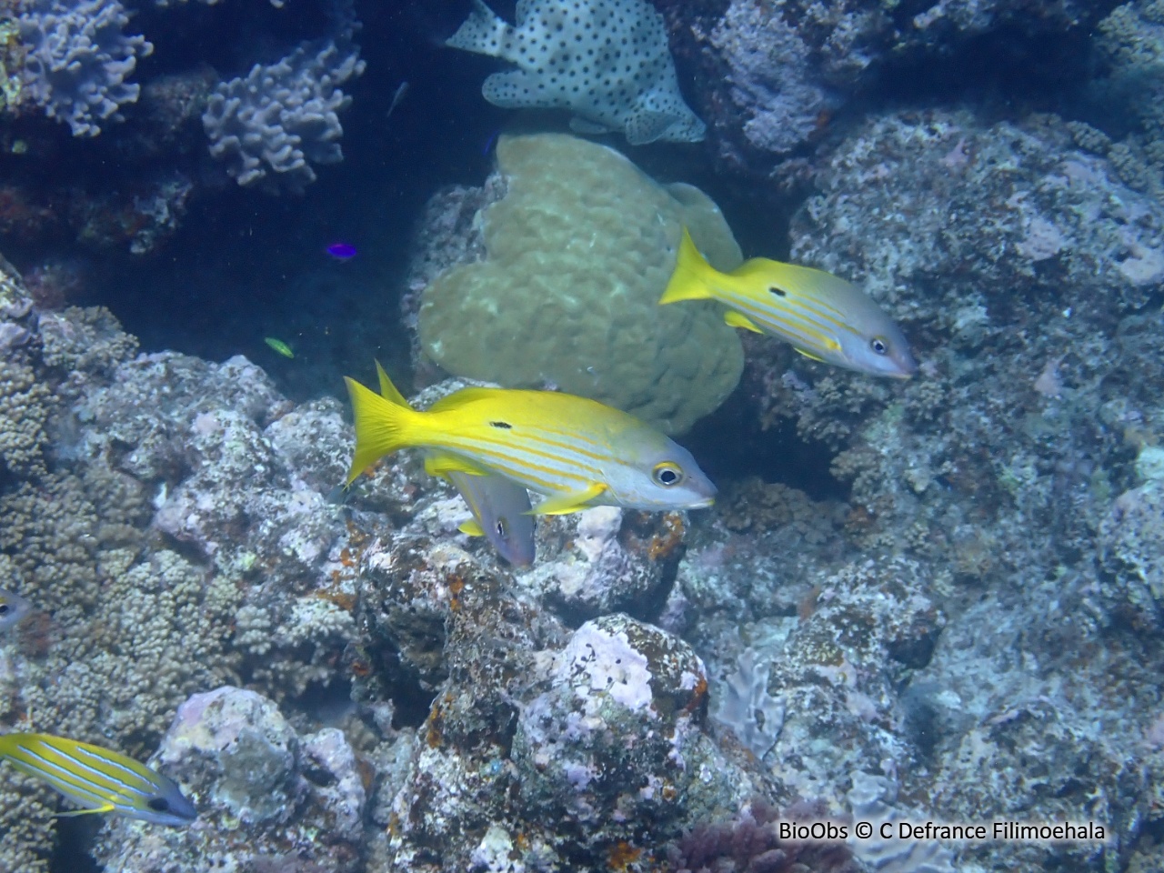 Vivaneau-gibelot - Lutjanus fulviflamma - C Defrance Filimoehala - BioObs