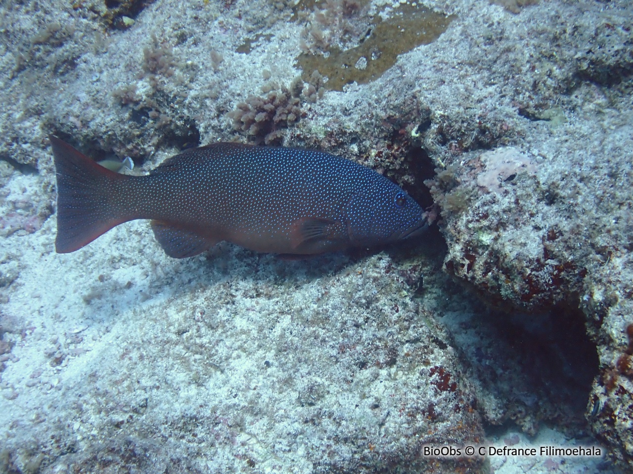 Saumonée léopard - Plectropomus leopardus - C Defrance Filimoehala - BioObs