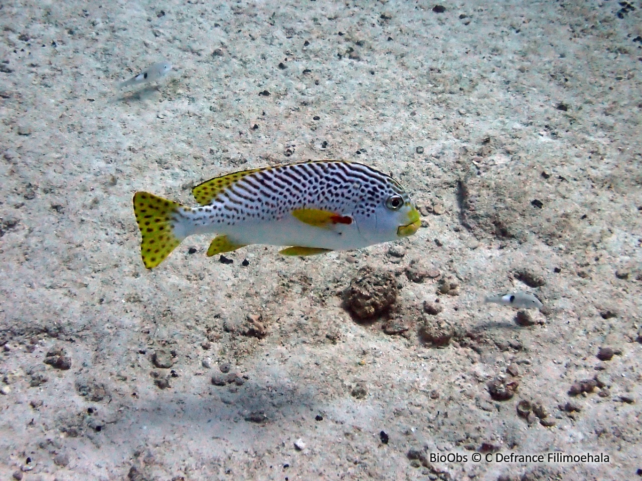 Gaterin à lignes - Plectorhinchus lineatus - C Defrance Filimoehala - BioObs