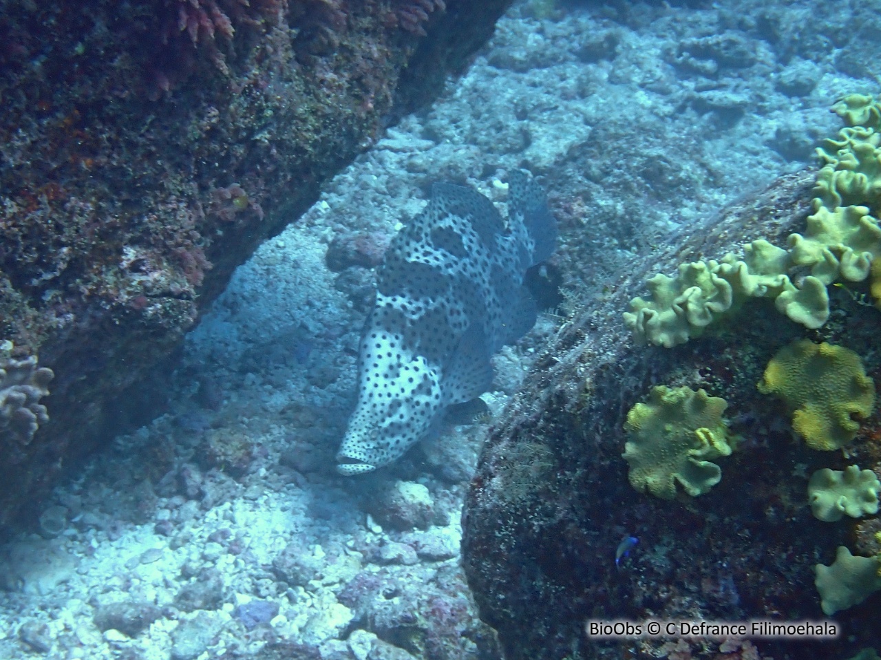 Mérou de Grace Kelly - Cromileptes altivelis - C Defrance Filimoehala - BioObs