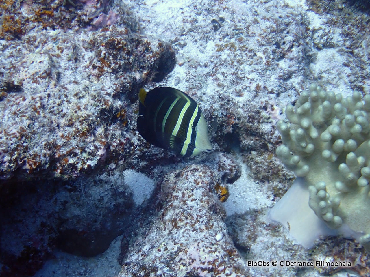 Chirurgien à voile - Zebrasoma velifer - C Defrance Filimoehala - BioObs