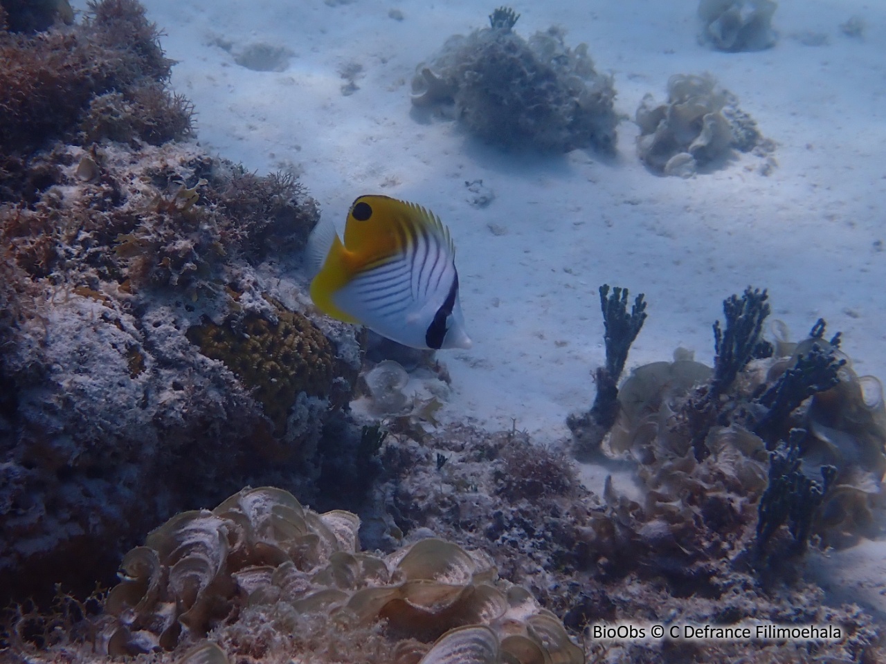 Poisson-papillon cocher - Chaetodon auriga - C Defrance Filimoehala - BioObs