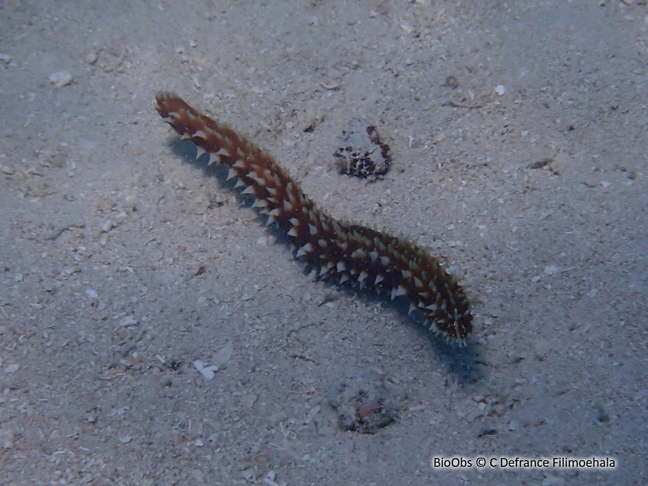 Holothurie hilla - Holothuria hilla - C Defrance Filimoehala - BioObs