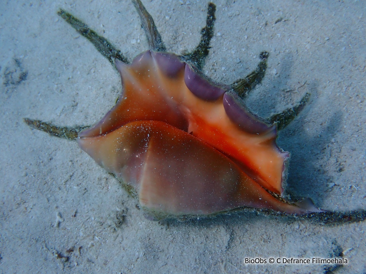 Sept doigts - Lambis lambis - C Defrance Filimoehala - BioObs