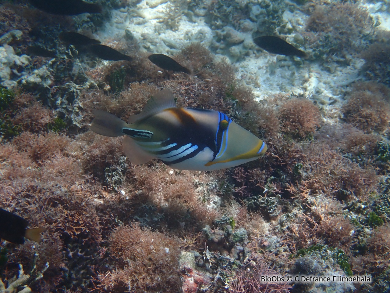 Baliste picasso clair - Rhinecanthus aculeatus - C Defrance Filimoehala - BioObs