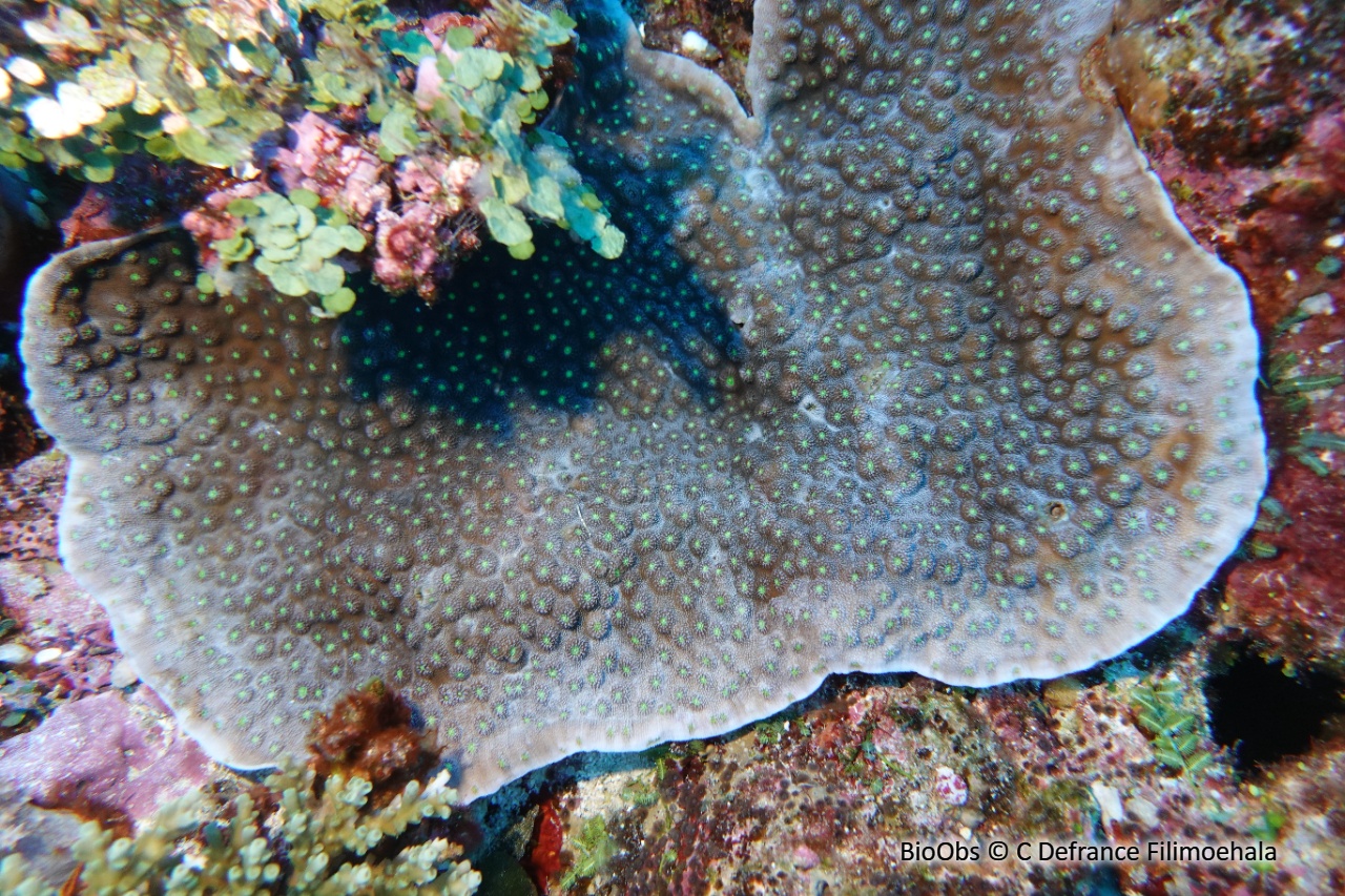 Corail-feuille rugueuse - Echinophyllia aspera - C Defrance Filimoehala - BioObs