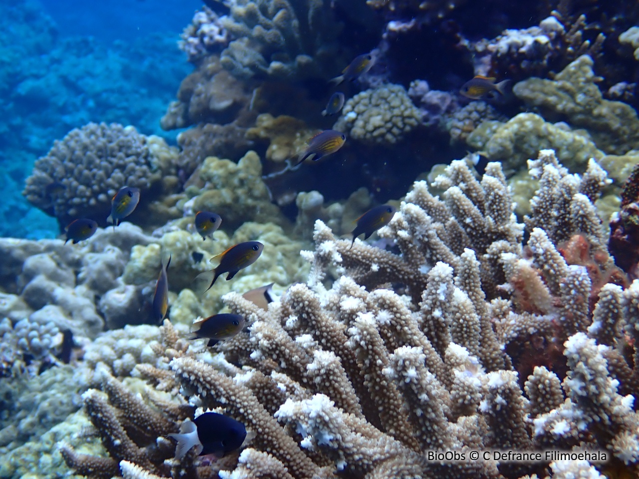 Chromis de Vanderbilt - Pycnochromis vanderbilti - C Defrance Filimoehala - BioObs