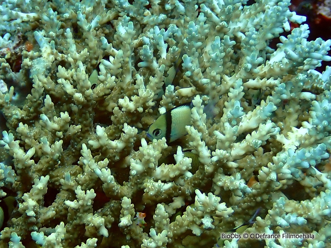 Demoiselle réticulée - Dascyllus reticulatus - C Defrance Filimoehala - BioObs