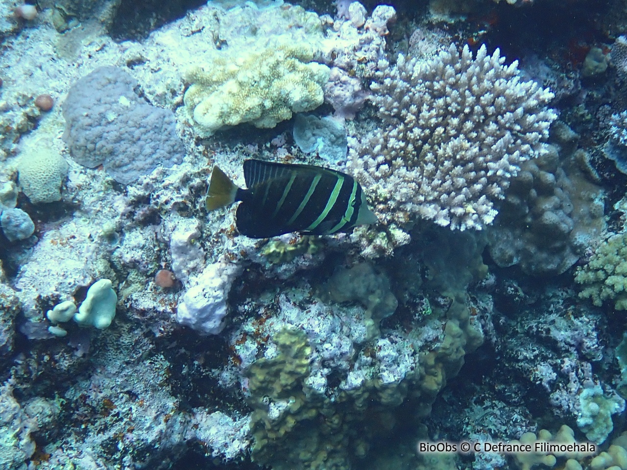 Chirurgien à voile - Zebrasoma velifer - C Defrance Filimoehala - BioObs