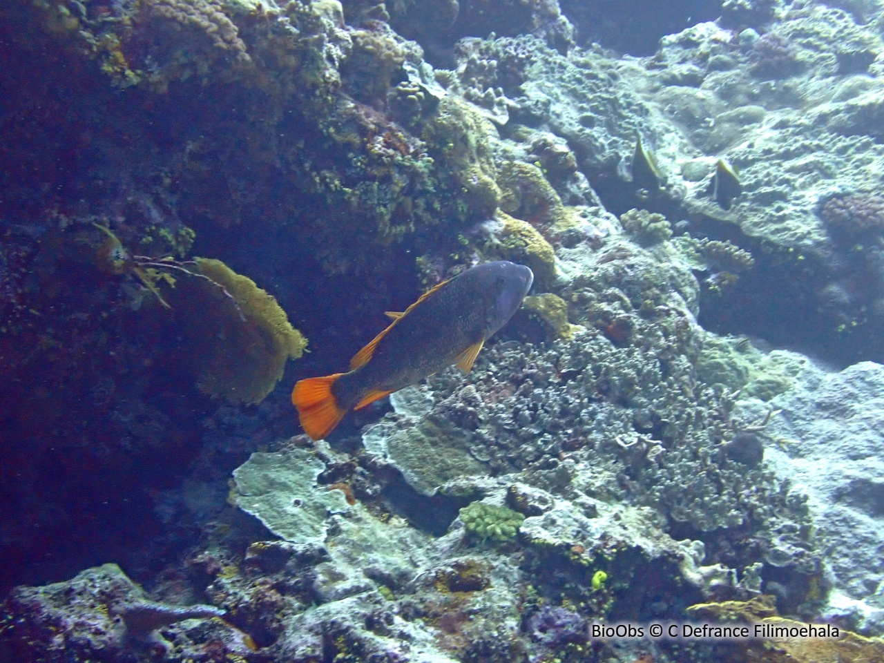 Capitaine empereur - Lethrinus erythracanthus - C Defrance Filimoehala - BioObs