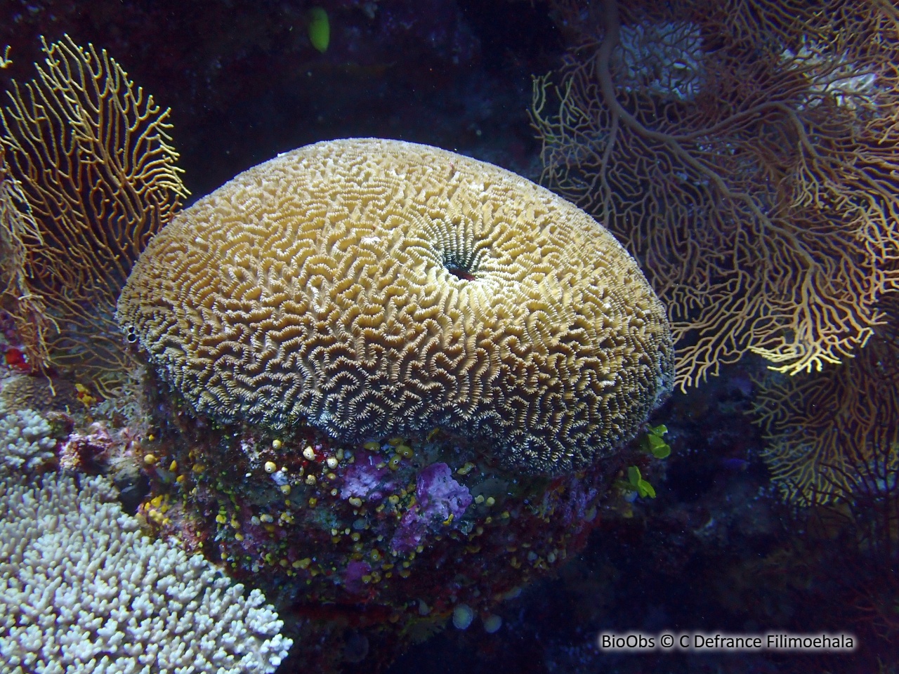Corail-cerveau chinois - Platygyra sinensis - C Defrance Filimoehala - BioObs