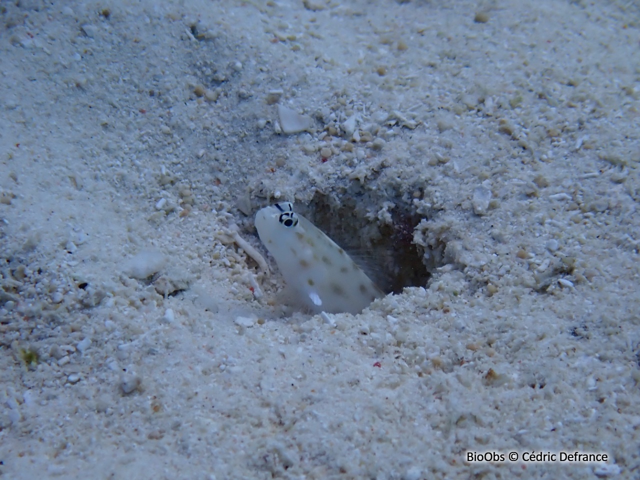 Gobie crevette féroce - Ctenogobiops feroculus - Cédric Defrance - BioObs