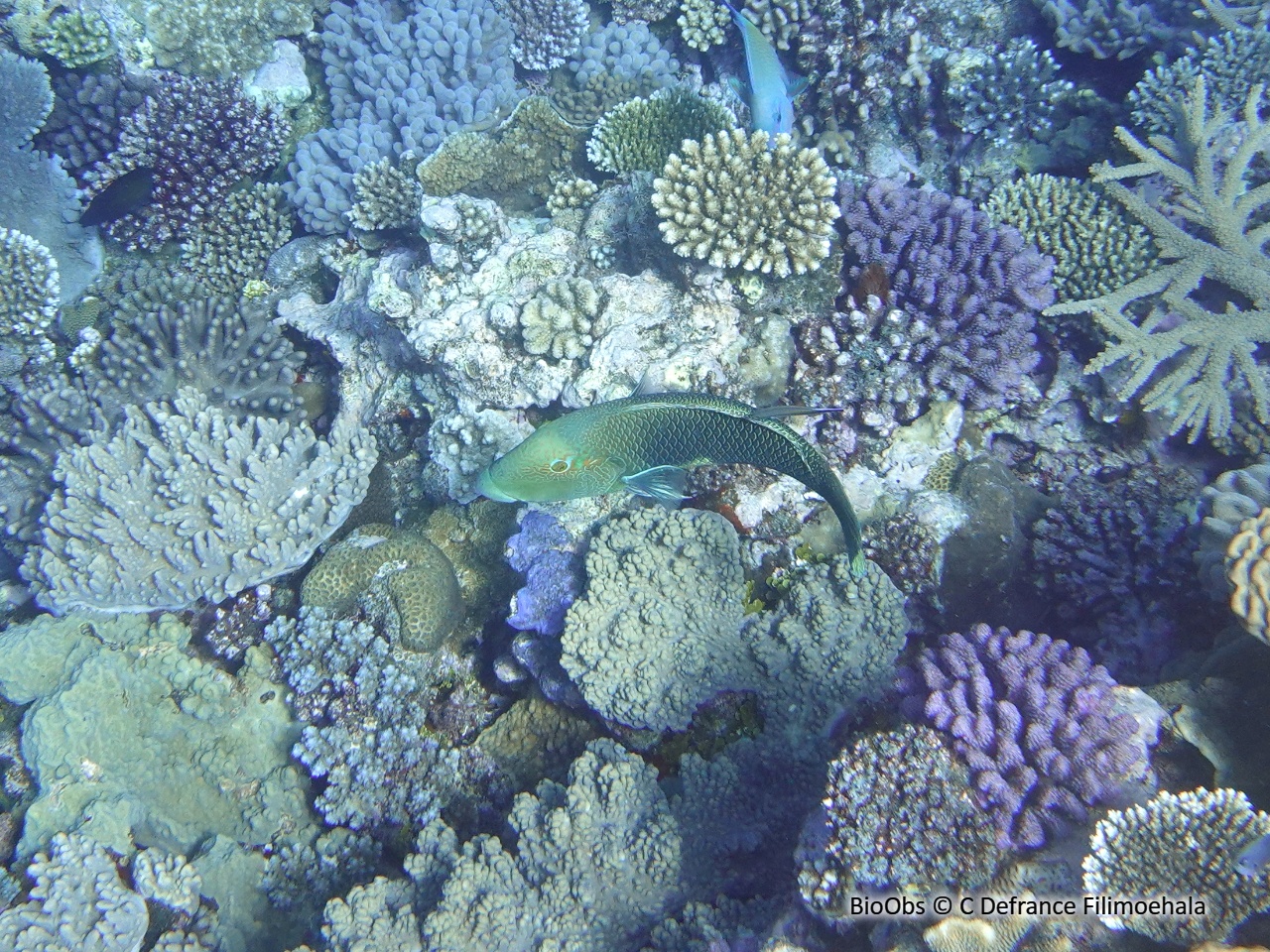 Tamarin bicolore - Hemigymnus melapterus - C Defrance Filimoehala - BioObs