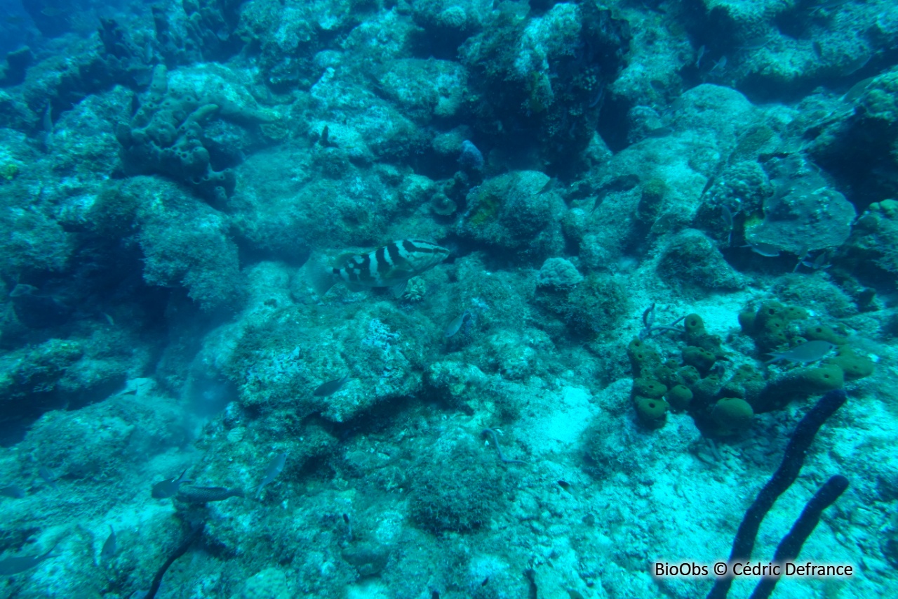 Mérou de Nassau - Epinephelus striatus - Cédric Defrance - BioObs