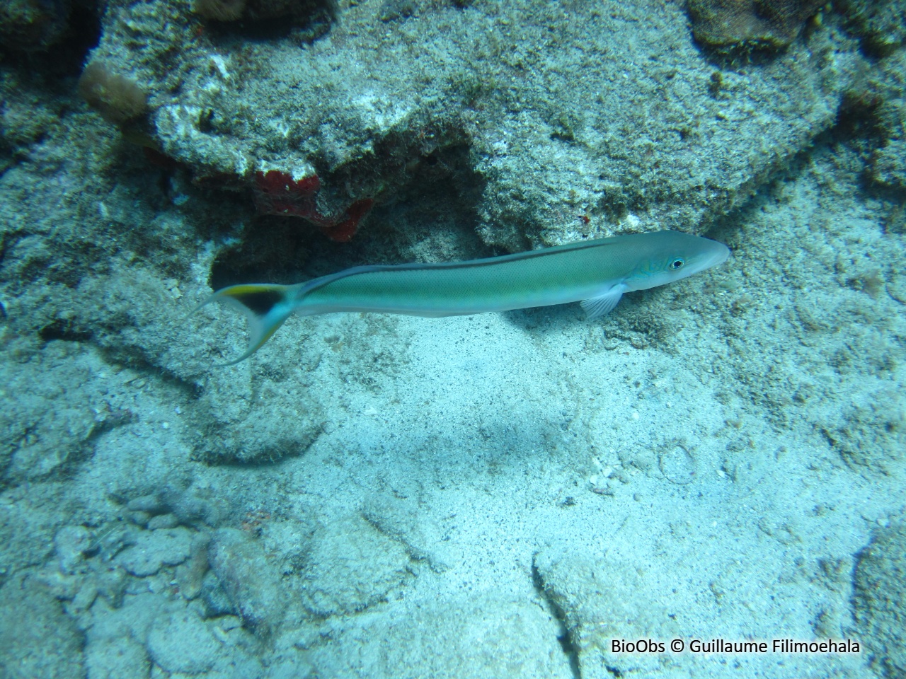 Vive tropicale - Malacanthus plumieri - Guillaume Filimoehala - BioObs