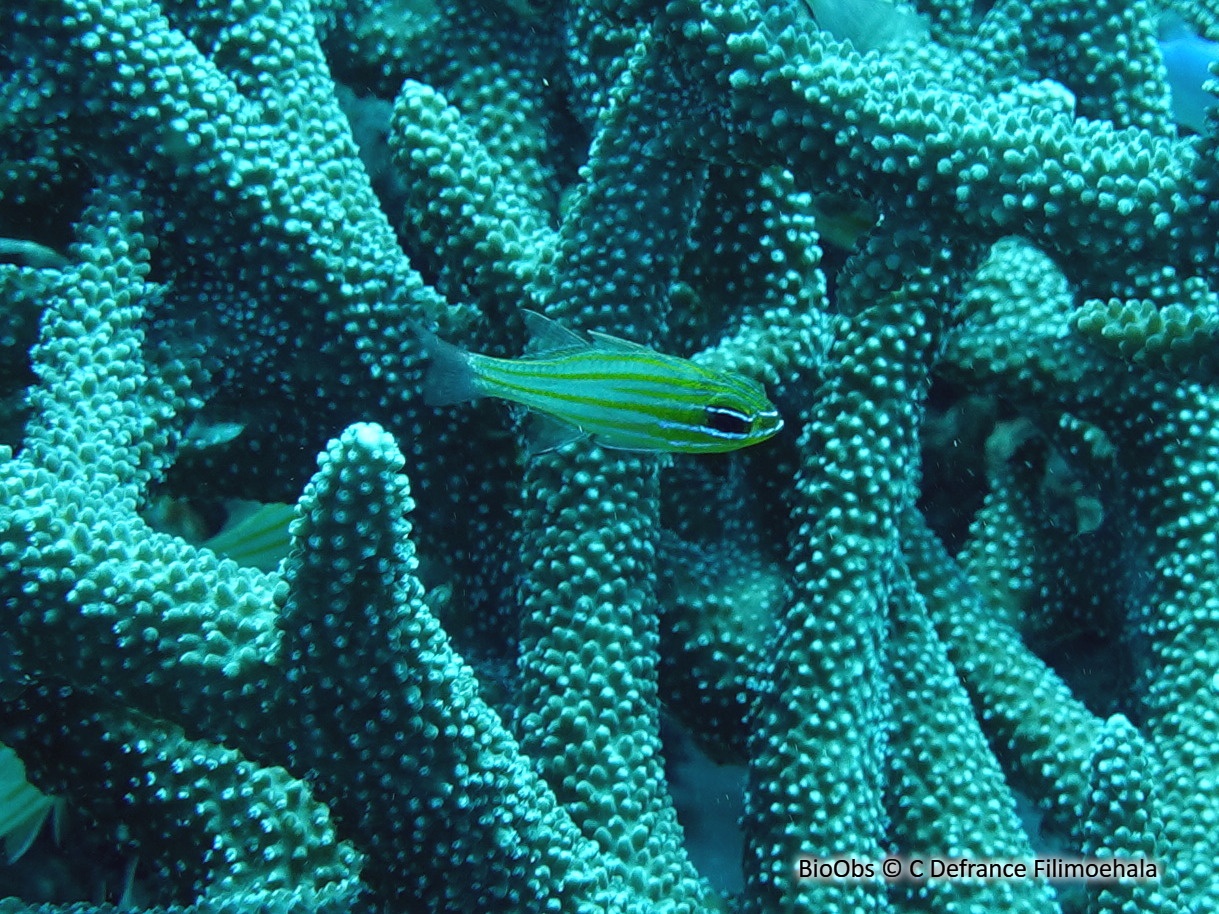 Apogon à rayures jaunes - Ostorhinchus cyanosoma - C Defrance Filimoehala - BioObs