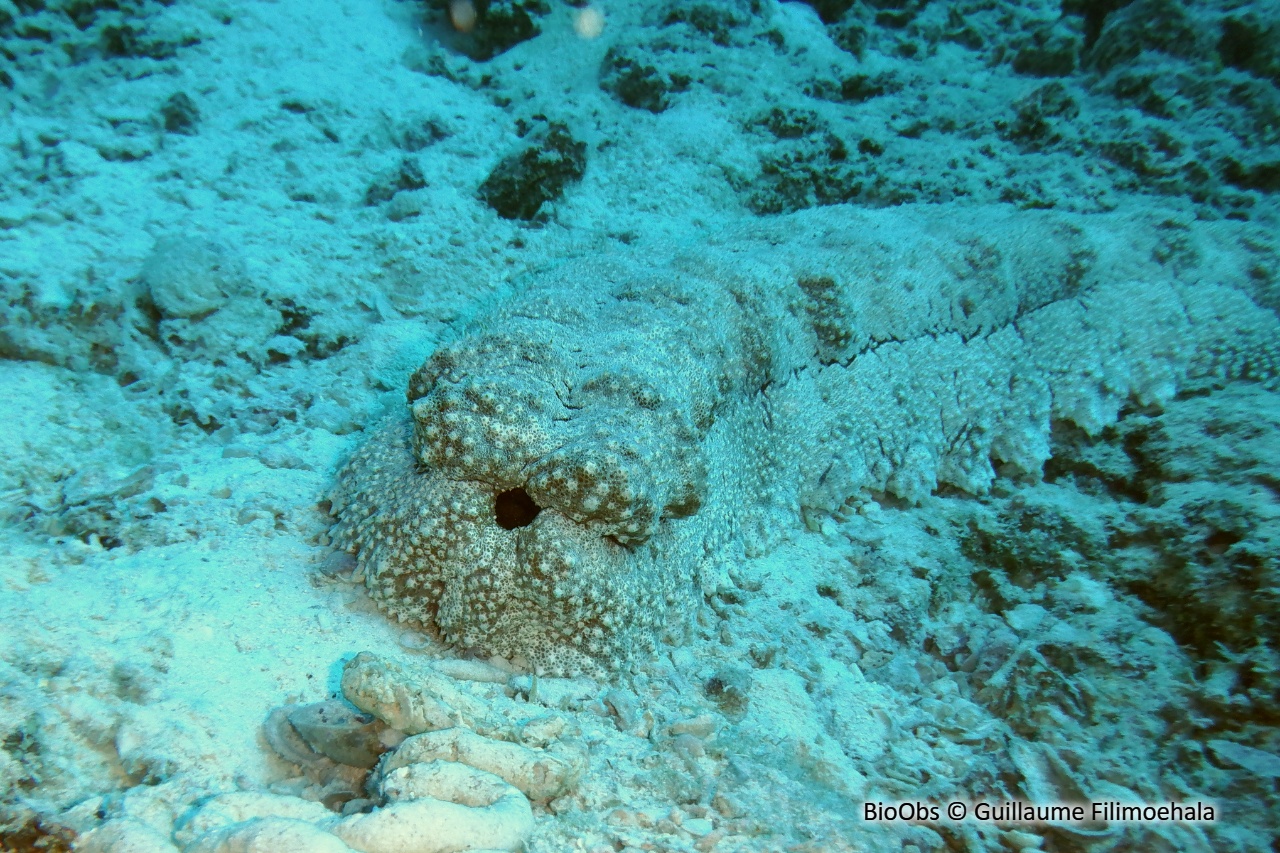 Holothurie géante - Thelenota anax - Guillaume Filimoehala - BioObs