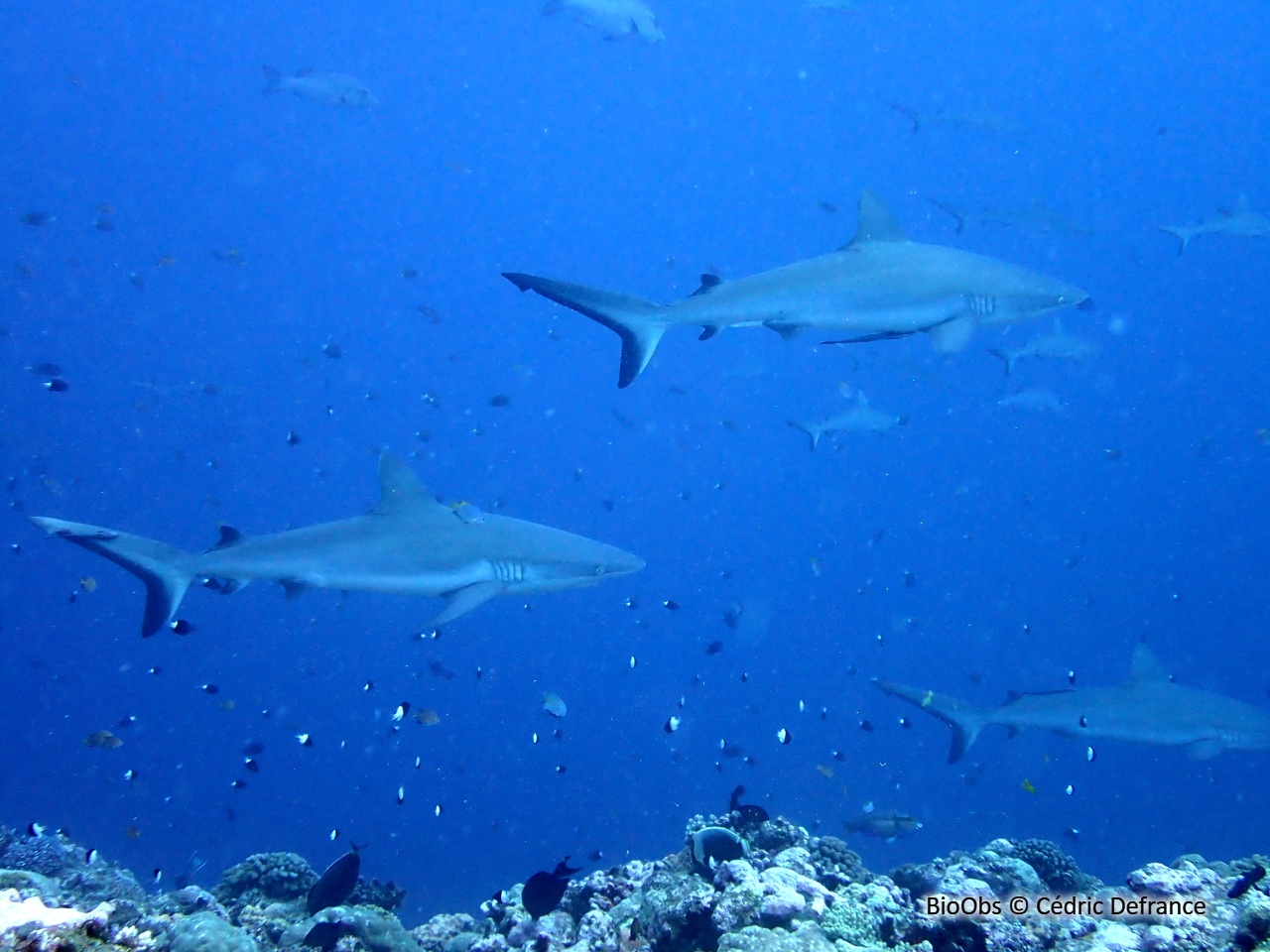 Requin gris de récif - Carcharhinus amblyrhynchos - Cédric Defrance - BioObs