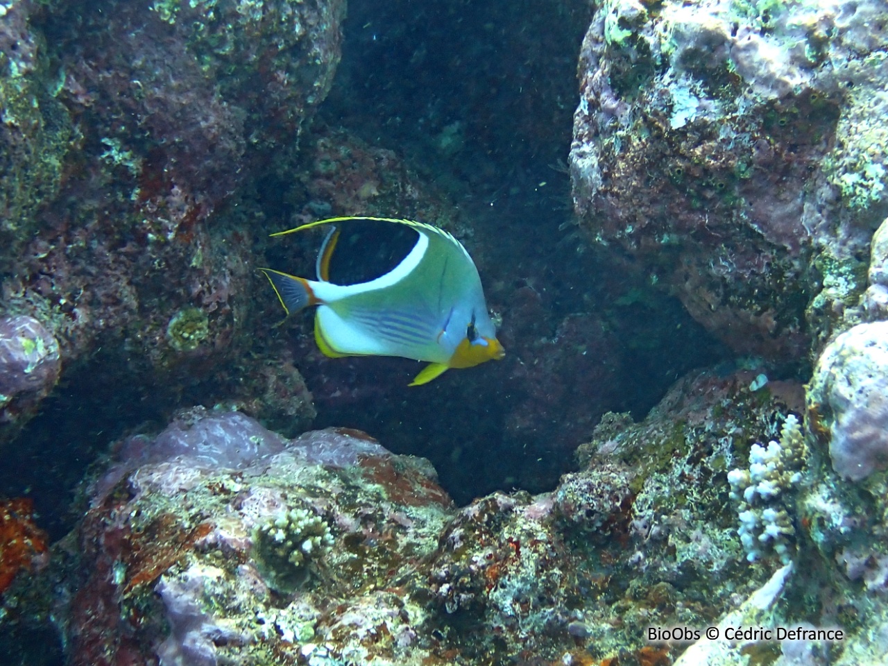 Poisson-papillon à selle noire - Chaetodon ephippium - Cédric Defrance - BioObs