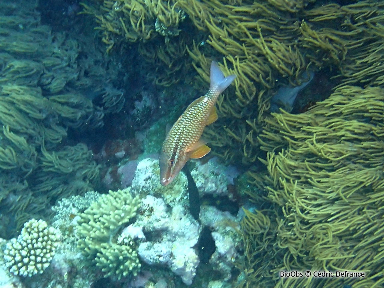 Capucin à lignes blanches - Parupeneus ciliatus - Cédric Defrance - BioObs