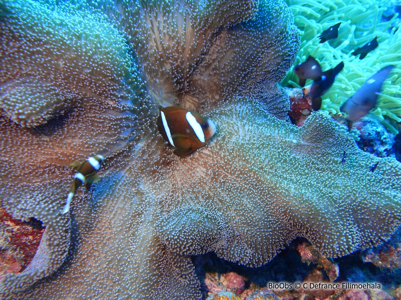 Poisson-clown brun - Amphiprion akindynos - C Defrance Filimoehala - BioObs