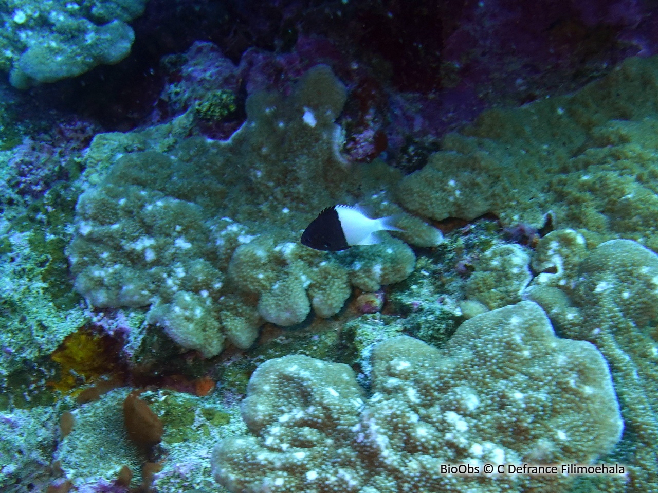 Demoiselle moitié-moitié - Pycnochromis iomelas - C Defrance Filimoehala - BioObs